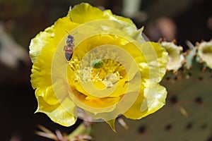 Prickly Pear Bloom with Honey Bee climbing out of flower