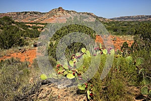 Prickly Pear Cacti