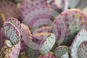 prickly pear cactus 0871