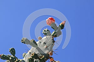 Prickly Pear Cactus