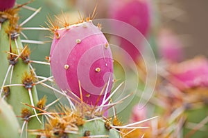 Prickly pear cactus