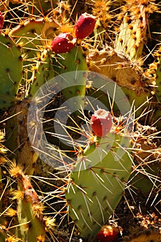 Prickly Pear Cactus