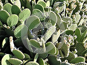 Prickly pear cactus