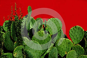 Prickly Pear Cactus