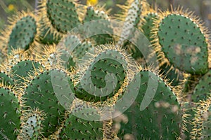 Prickly Pear Cactus