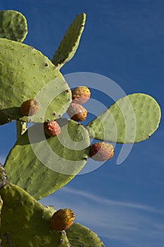 Prickly pear Cactus