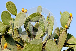 Prickly pear cactus