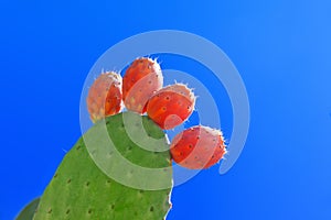 Prickly pear cactus