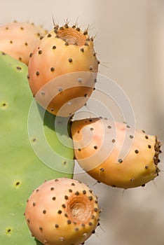 Prickly pear cactus