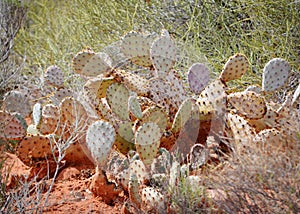 Prickly Pear Cactus