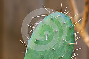 Prickly pear Cactus