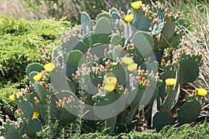 Prickly Pear cactus