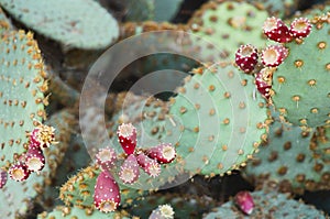 Prickly Pear Cactus