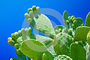 Prickly pear cactus