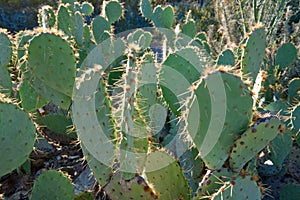 Prickly Pear cactus