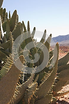 Prickly pear cactus