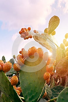 Prickly pear cactus with abundant fruits. Opuntia ficus-indica closeup.
