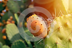 Prickly pear cactus with abundant fruits. Opuntia ficus-indica closeup view. photo