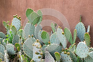 Prickly pear cactus against stucco orange wall.