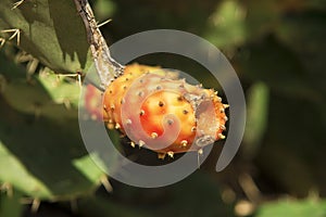 Prickly pear cactus aka opuntia with ripe red and yellow fruit