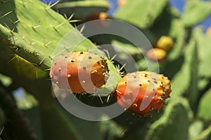 Prickly pear cactus aka opuntia with ripe red and yellow fruit