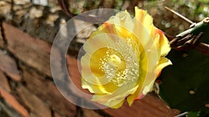 Prickly pear cactus, also known as dragon tongue