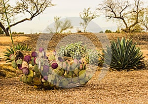 Prickly Pear Cactus In Arizona Desert