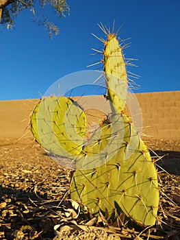 Prickly Pear Cactus in Arizona desert style xeriscaping photo