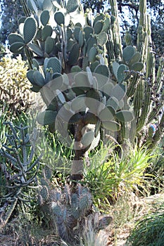 Prickly Pear Cactus Arizona photo
