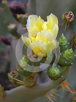 Prickly pear cactus in bloom