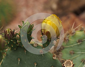 Prickly Pear Cactus In Bloom