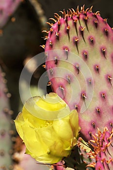 Prickly pear cactus in bloom