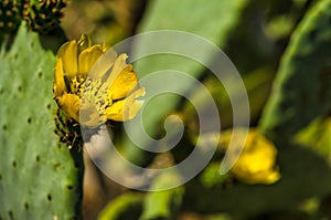 Prickly Pear Cactus in Bloom. Flowers of prickly pear