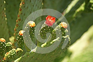 Prickly Pear Cactus Blooming. Close-up image