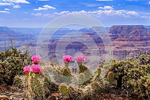 Prickly Pear Cactus Blooms serenely on the rim of the Grand Canyon.