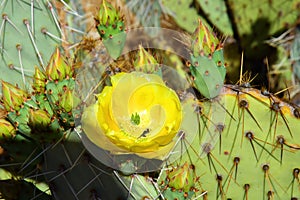 Prickly Pear Cactus Blossom