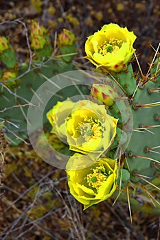 Prickly Pear Cactus Blossom Macro