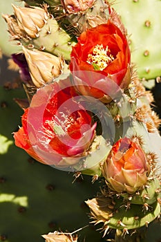 Prickly pear cactus blossoms