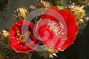 Prickly pear cactus blossoms