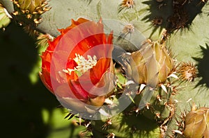 Prickly pear cactus blossoms