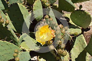 The prickly pear cactus blossoms with beautiful yellow flowers in a tropical garden