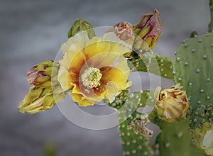 Prickly Pear Cactus Blossoms