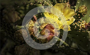 Prickly Pear Cactus Blossoms