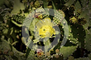 Prickly Pear Cactus Blossoms