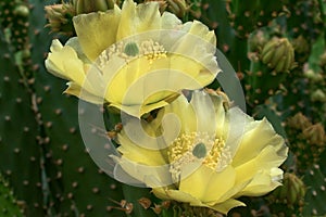 Prickly Pear Cactus Blossoms