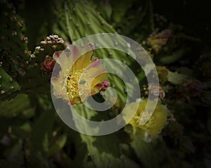 Prickly Pear Cactus Blossoms