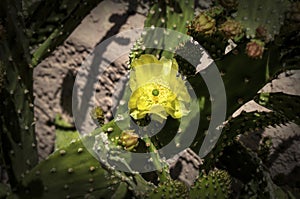 Prickly Pear Cactus Blossoms