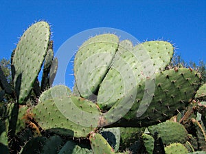 Prickly Pear Cactus on blue sky - Algeria