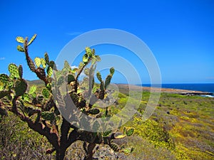 Prickly pear cactus, bonaire netherlands antillies photo
