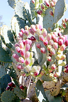 Prickly Pear Cactus Cactus Fruit
